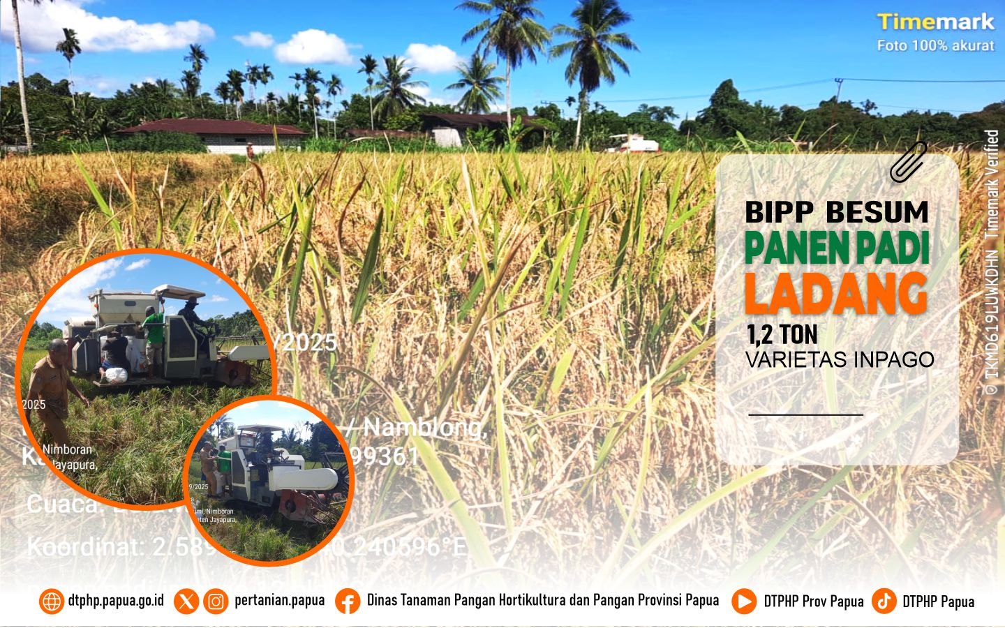 BIPP Besum Panen Padi 1,5 Ton